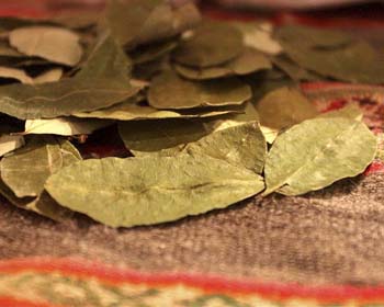 A folha de coca sagrada dos incas