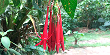 O jardim botânico de Machu Picchu